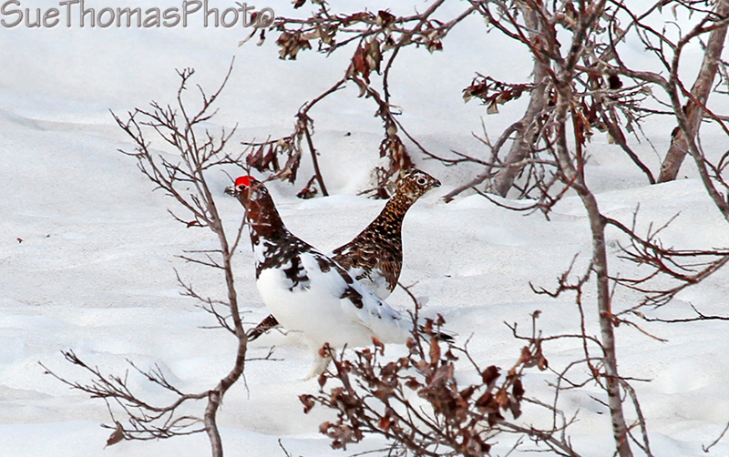 Willow Ptarmigan