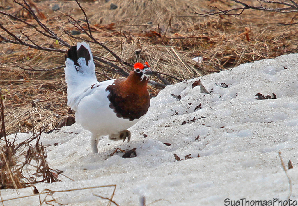 Willow Ptarmigan - Male