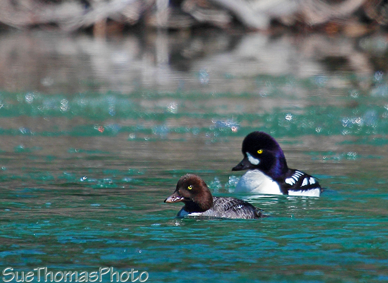 Barrow's Goldeneye