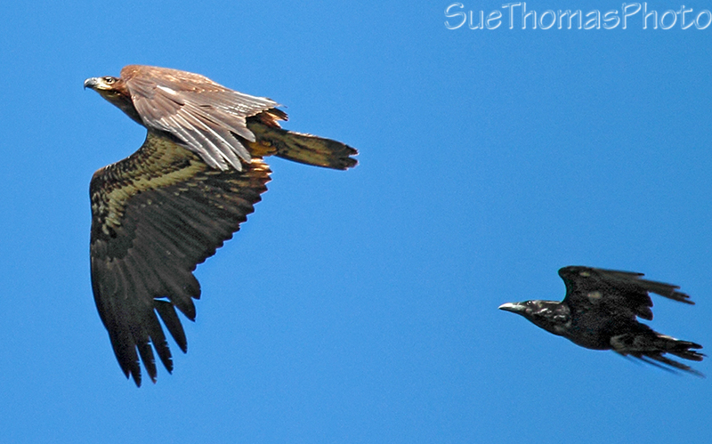 IMAGE: http://suethomas.ca/images/Birds/20130621_Eagle%26Raven_139.jpg