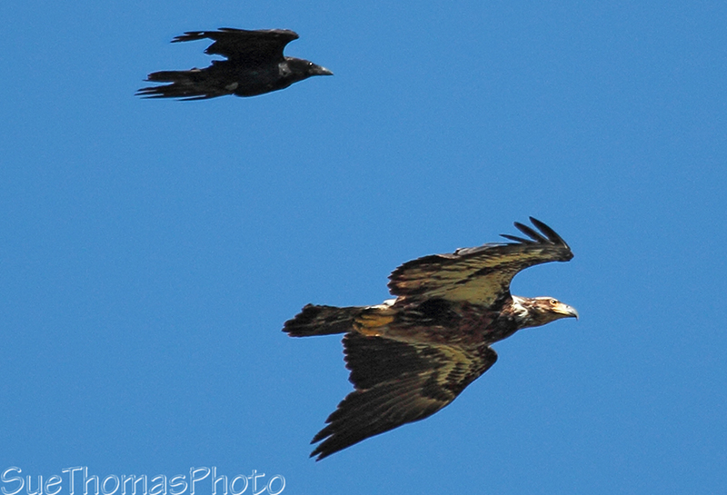 IMAGE: http://suethomas.ca/images/Birds/20130621_Eagle%26Raven_182.jpg