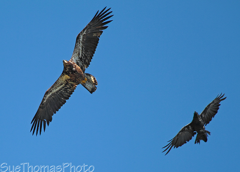 Raven and Bald Eagle