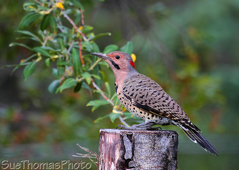 Northern Flicker in Yukon