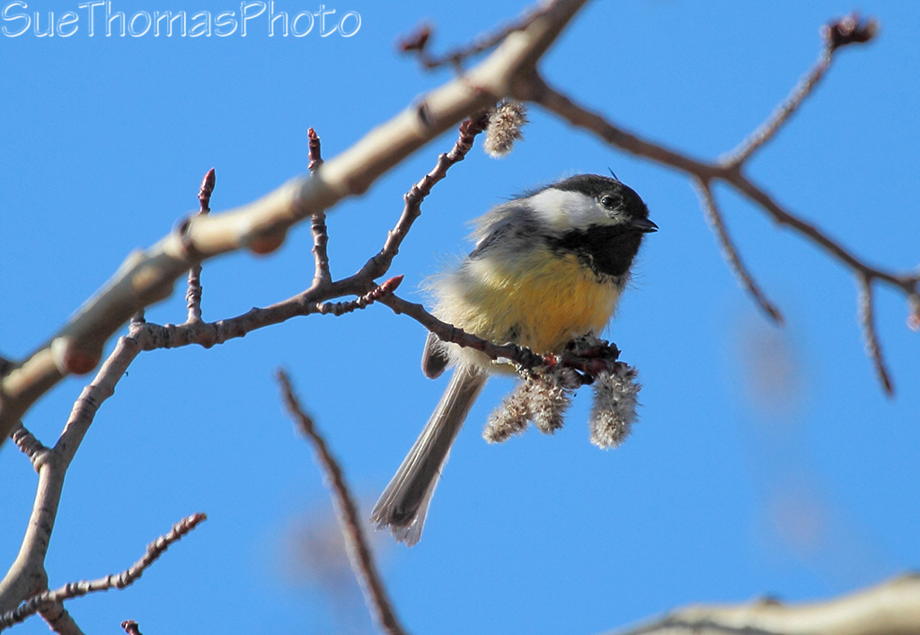Black-capped Chickadee