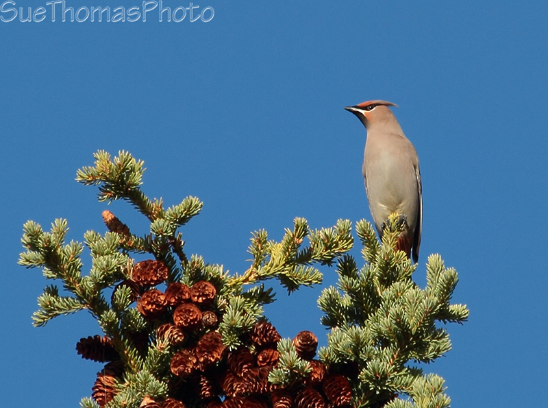 Bohemian Waxwing in a spruce tree