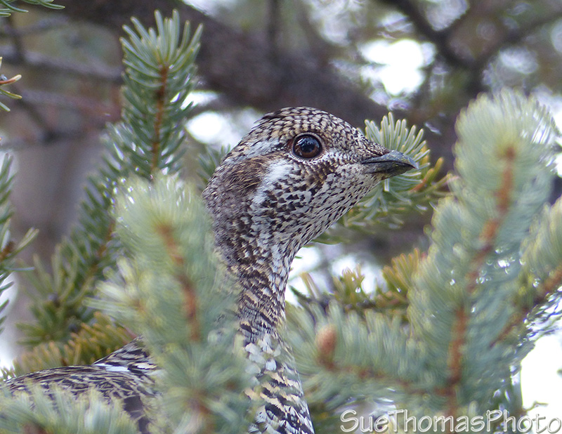 Spruce Grouse in Yukon
