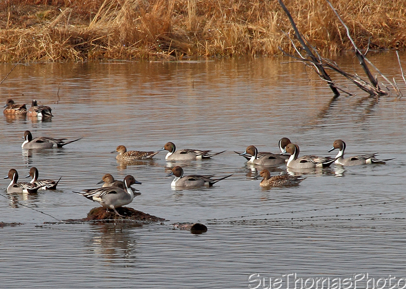 Northern Pintail