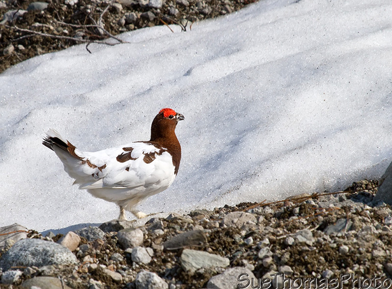 Strutting Willow Ptarmigan