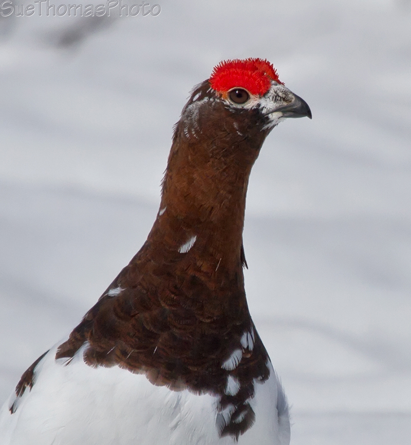 Portrait of a ptarmigan