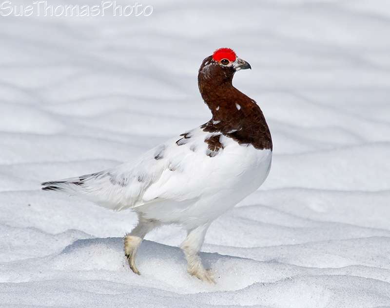 Willow Ptarmigan - Haines road