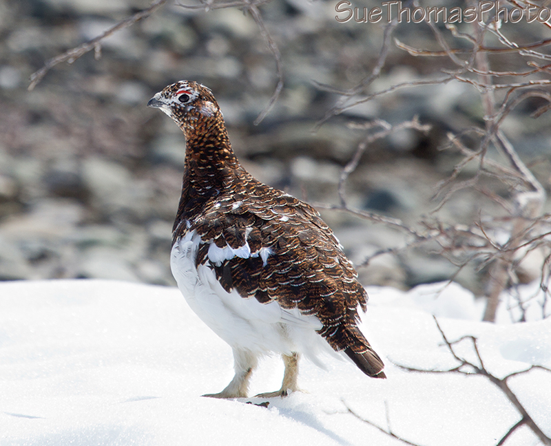 Female Willow Ptarmigan