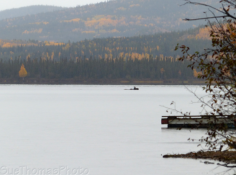 Moose in lake