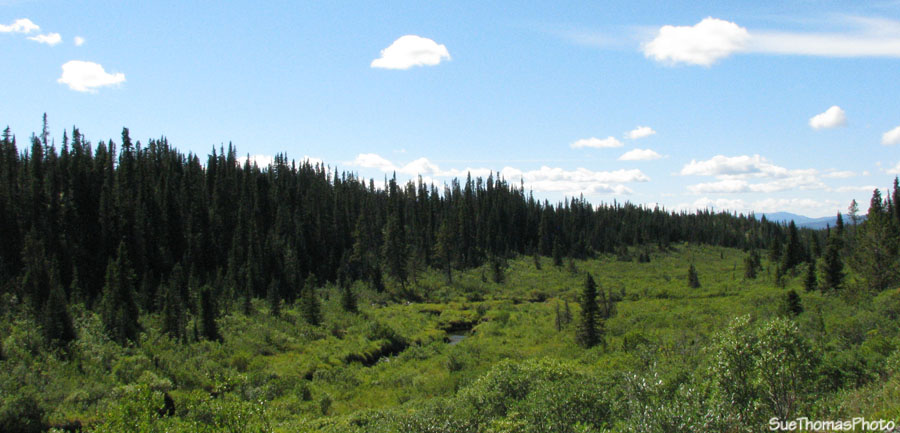 km 14 on the South Canol Road in Yukon