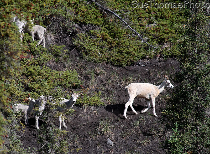 Dall Sheep