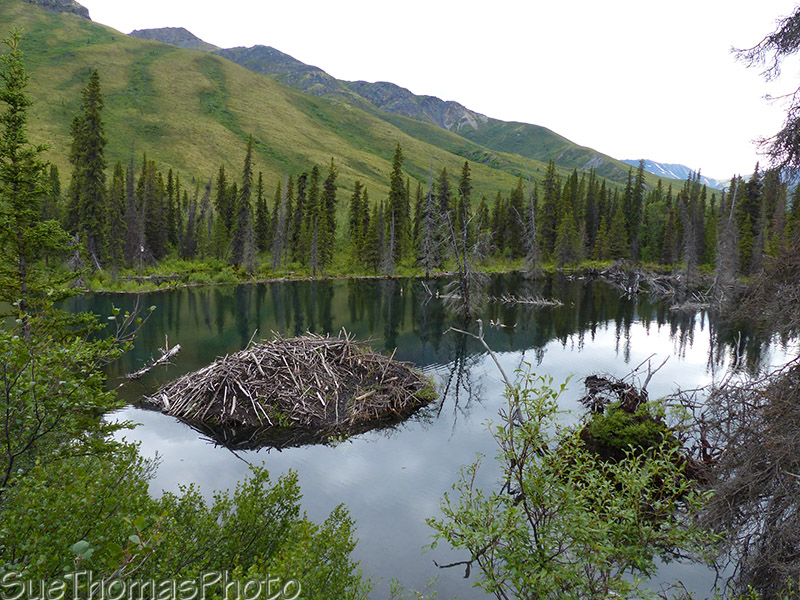 Beaver Lodge