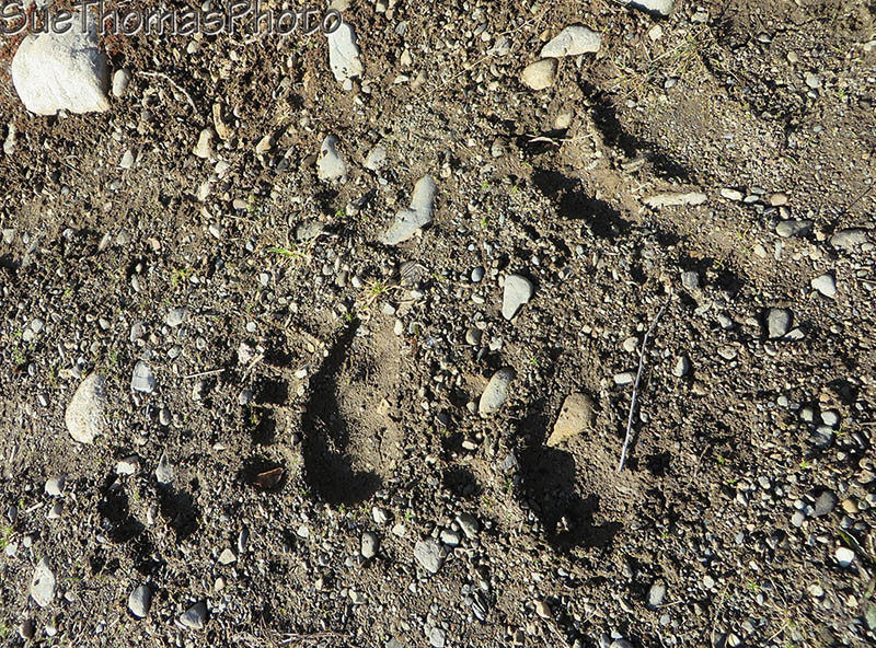 Bear tracks