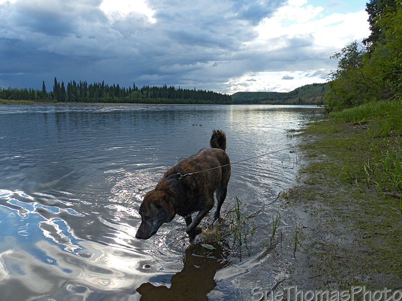 Dog in the Stewart River