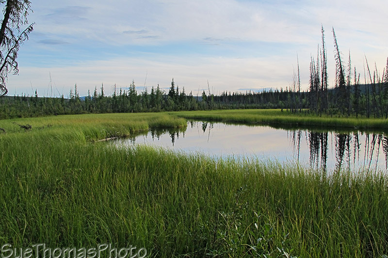 Marsh at West Fork Campground, Taylor Highway, Alaska