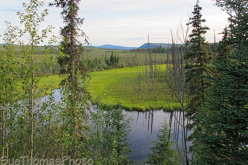 Marsh at West Fork Campground, Taylor Highway, Alaska