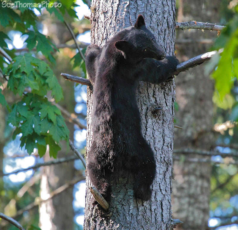 Black Bear Cub up a tree