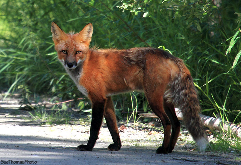 Red Fox near Dawson City, Yukon - July 2011