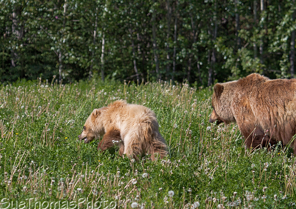 Grizzly sow with cub