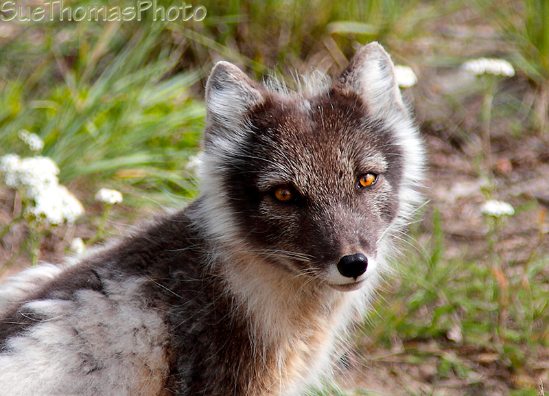 Arctic Fox changing color in spring
