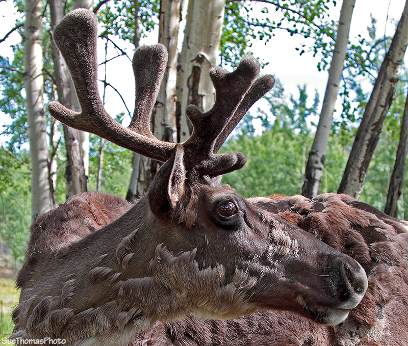 Yukon Caribou at Yukon Wildlife Preserve