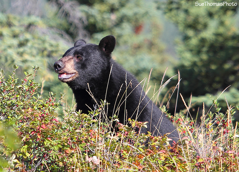 Black Bear (Ursas Americanus) in Yukon