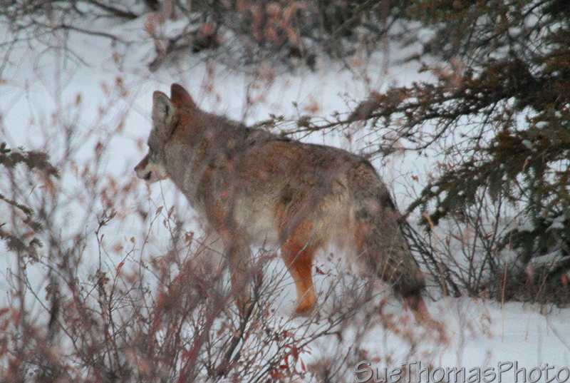 Coyote in Yukon