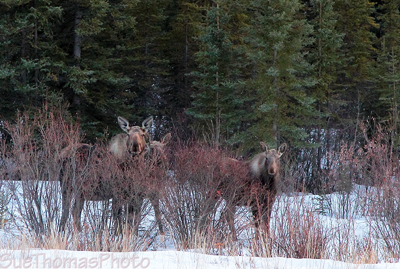 Moose cow with calves on Alaska Highway