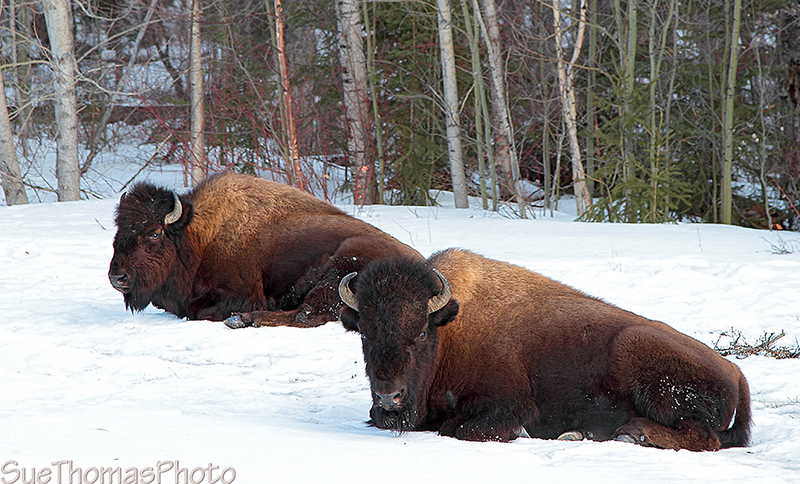 IMAGE: http://suethomas.ca/images/Wildlife/20130331_BisonAKHwy_009.jpg
