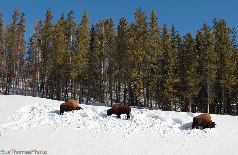 Bison seeking nutrition along the Alaska Highway near the Yukon/B.C. border - March 2013