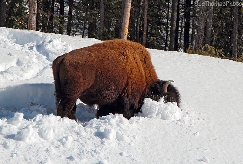 IMAGE: http://suethomas.ca/images/Wildlife/20130331_BisonAKHwy_124.jpg