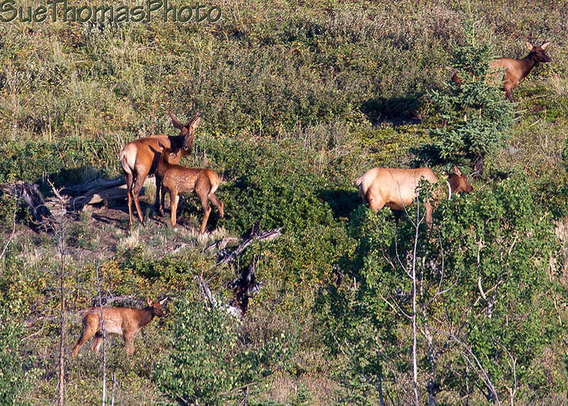 Elk cows and calves on a hillside