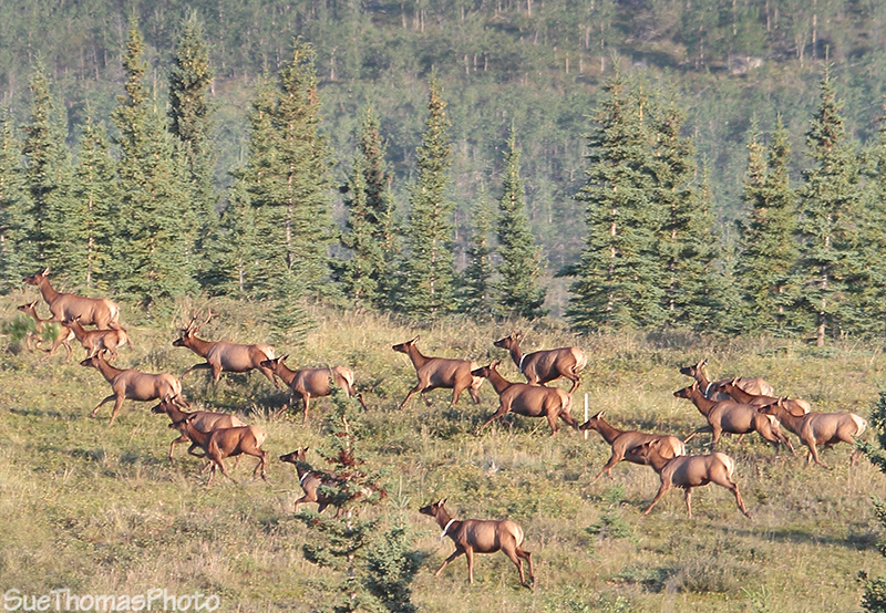 Elk running fast