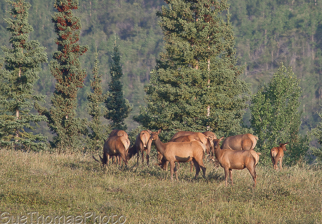 Elk cows