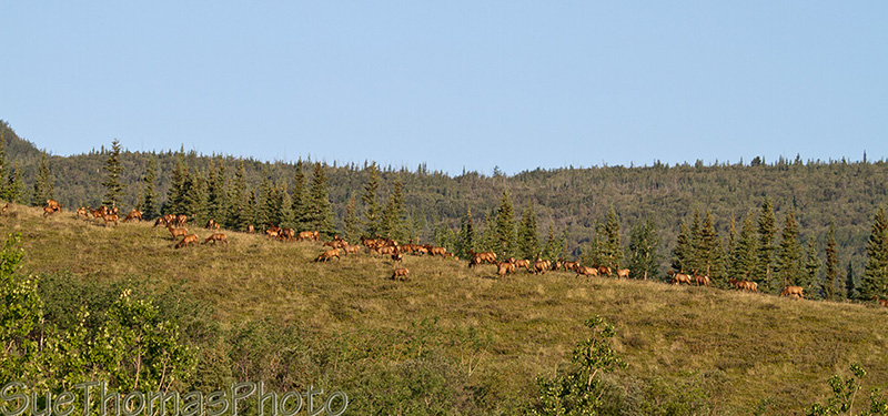 Elk in the distance on a hill