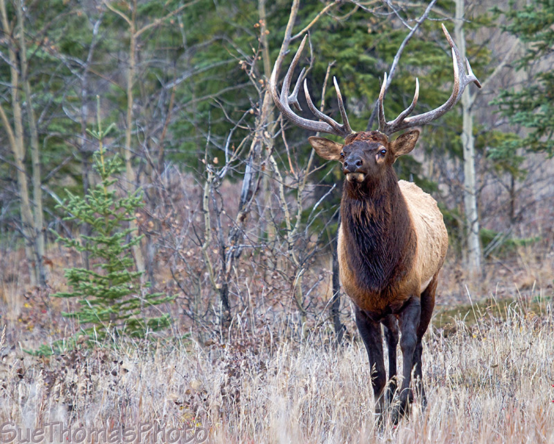 Takhini Elk posing 