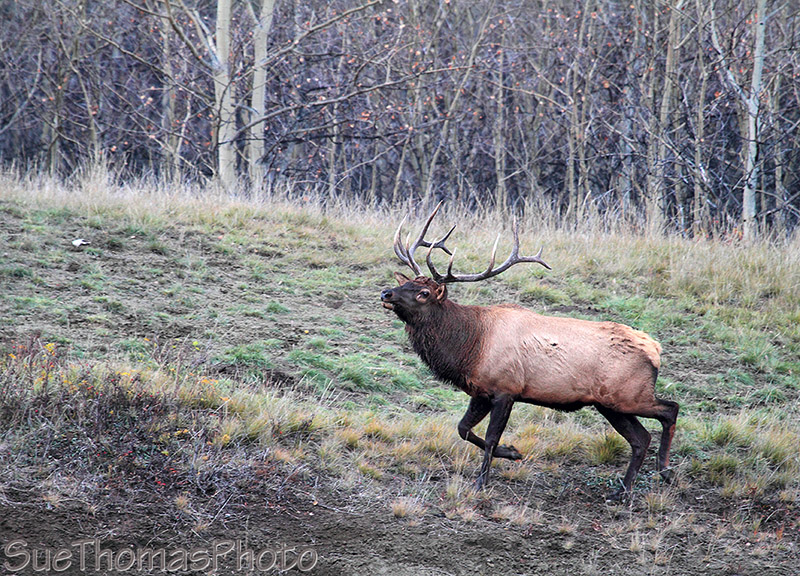 Takhini Elk bull