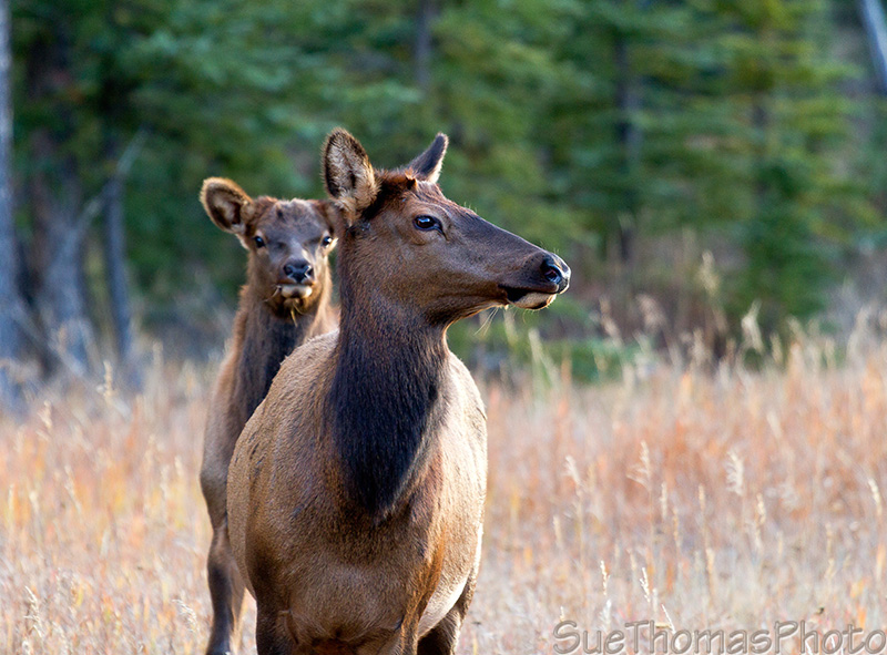 Takhini Elk