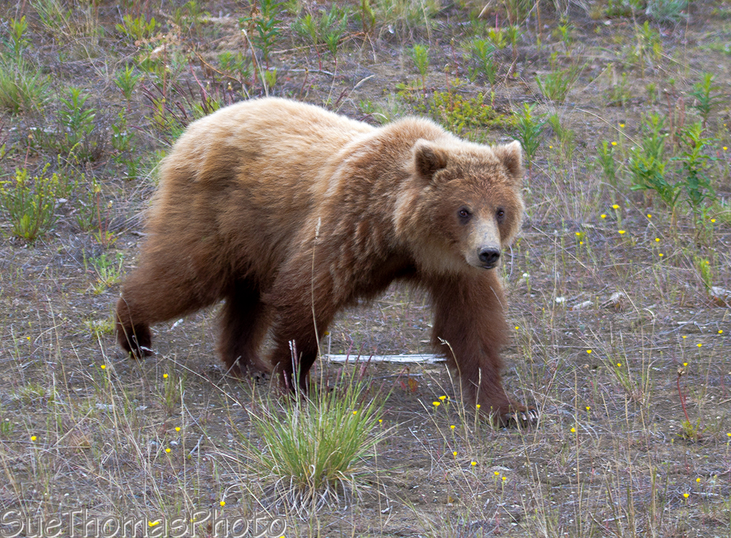 Grizzly Bear beside highway
