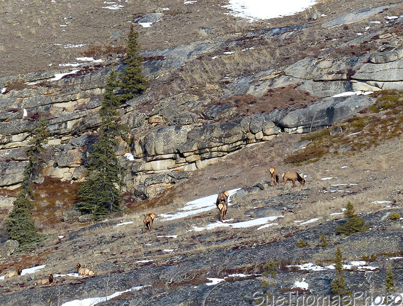 Elk in the next hill