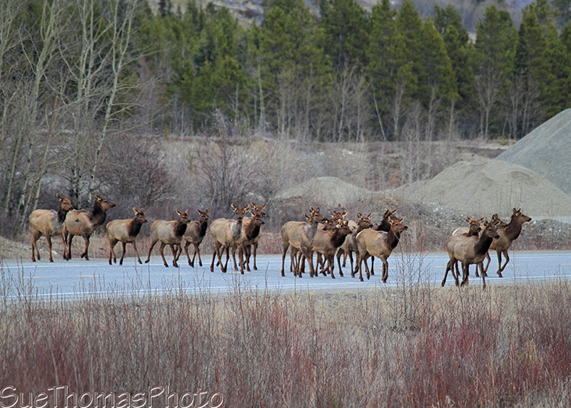 Elk crossing highway