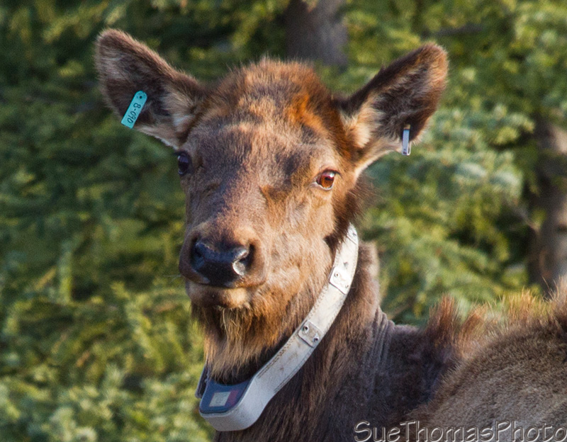 Collared Elk