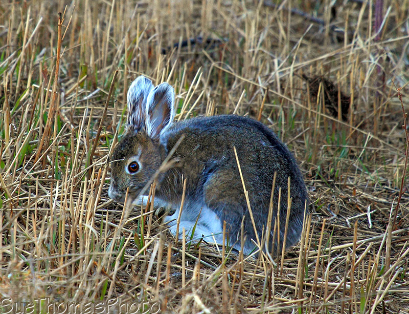 Snowshoe hare eating