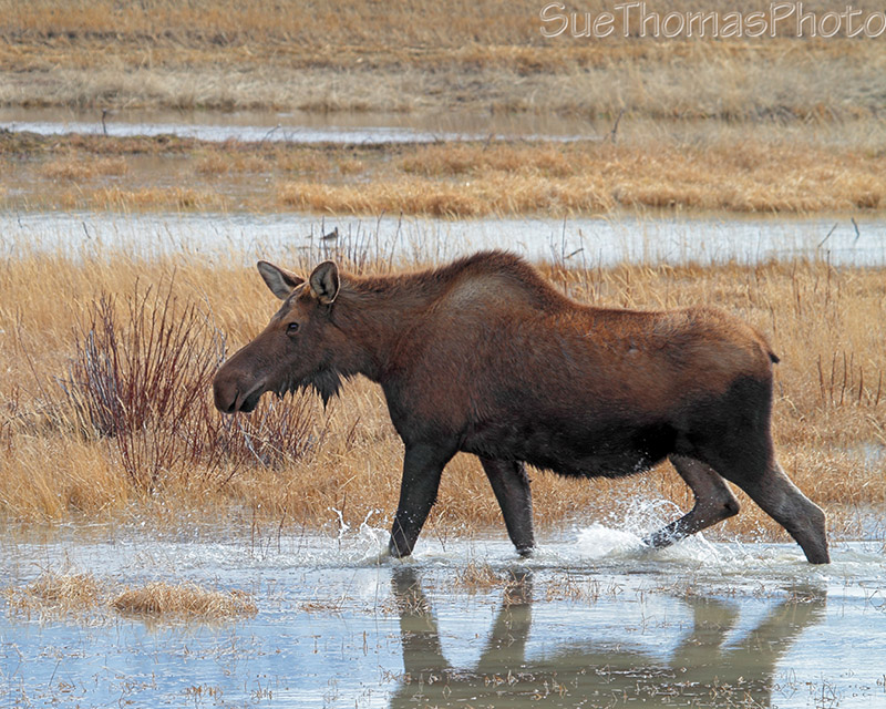 Moose in a pond