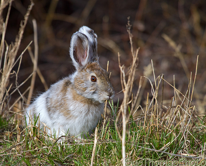 Snowshoe Hare in the yard