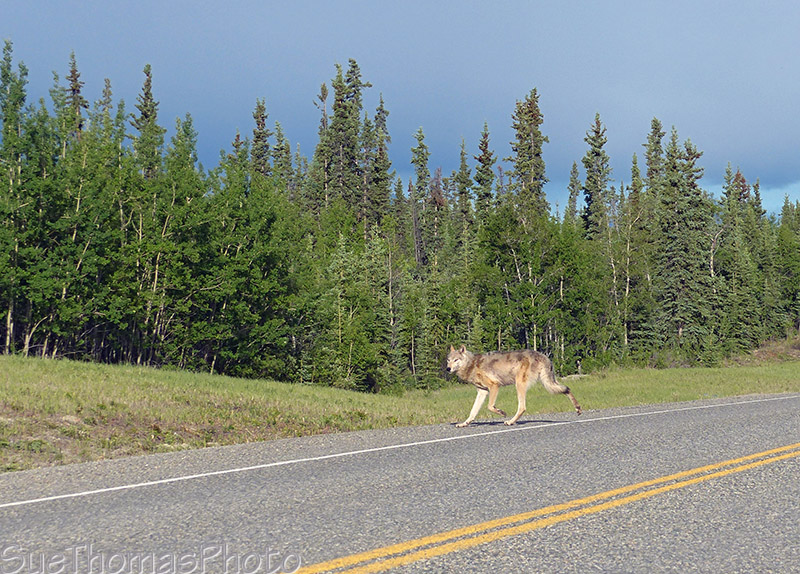 Wolf trotting across the Alaska Highway