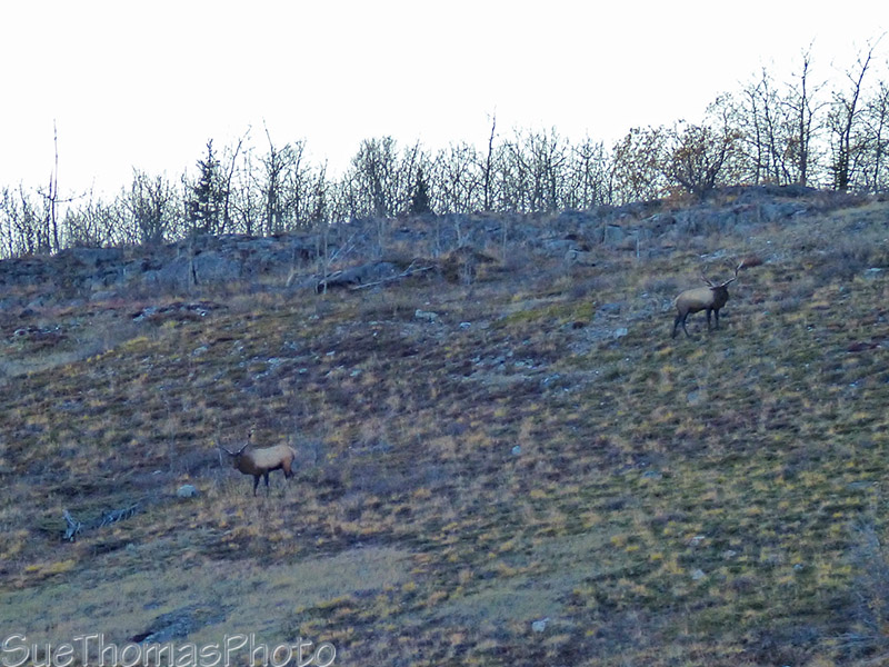 Elk on a slope